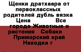 Щенки дратхаара от первоклассных  родителей(дубль вязка) › Цена ­ 22 000 - Все города Животные и растения » Собаки   . Приморский край,Находка г.